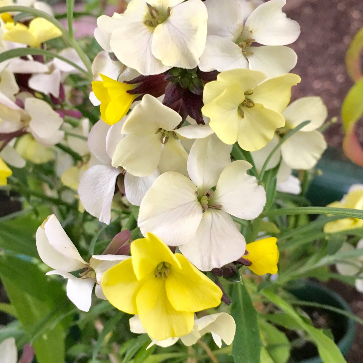 Erysimum mutabile 'Lemon Delicious' (Wallflower) Yellow House