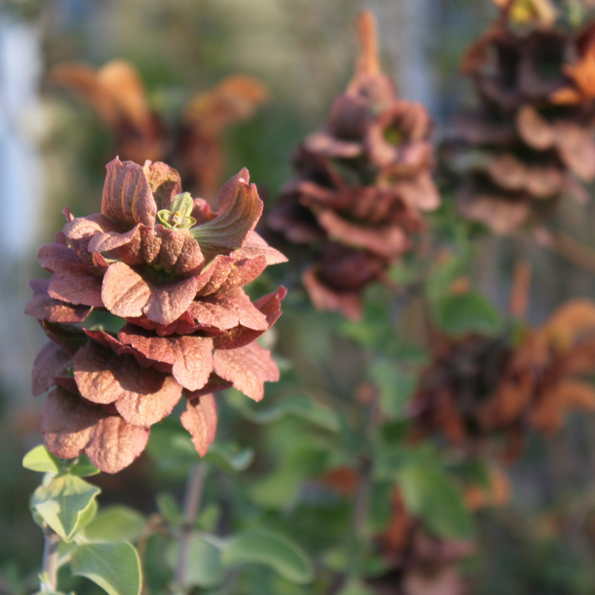 Salvia africana lutea (African Sage) Yellow House Heritage Perennials