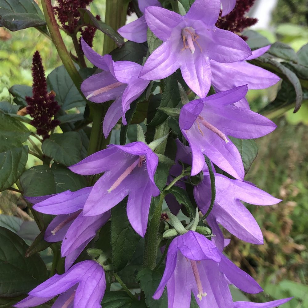 Campanula grossekii Yellow House Heritage Perennials