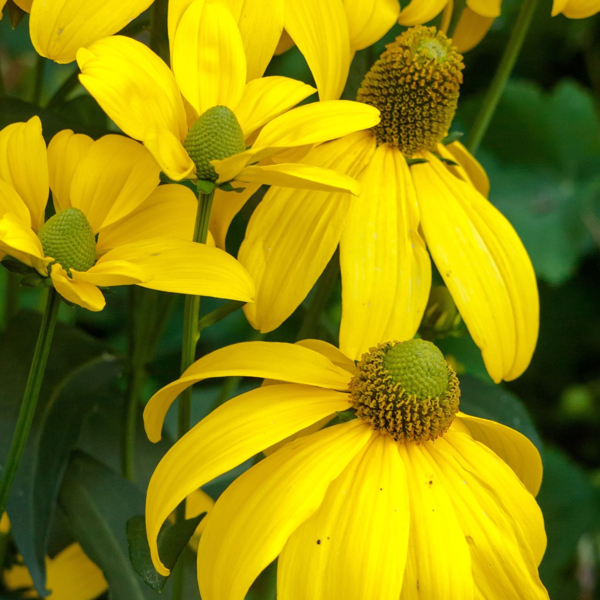 Rudbeckia lacinata 12 03 21 3 1