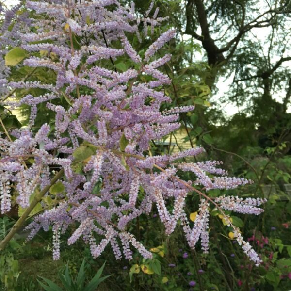 Nutmeg Bush Tetradenia riparia Yellow House Heritage Perennials