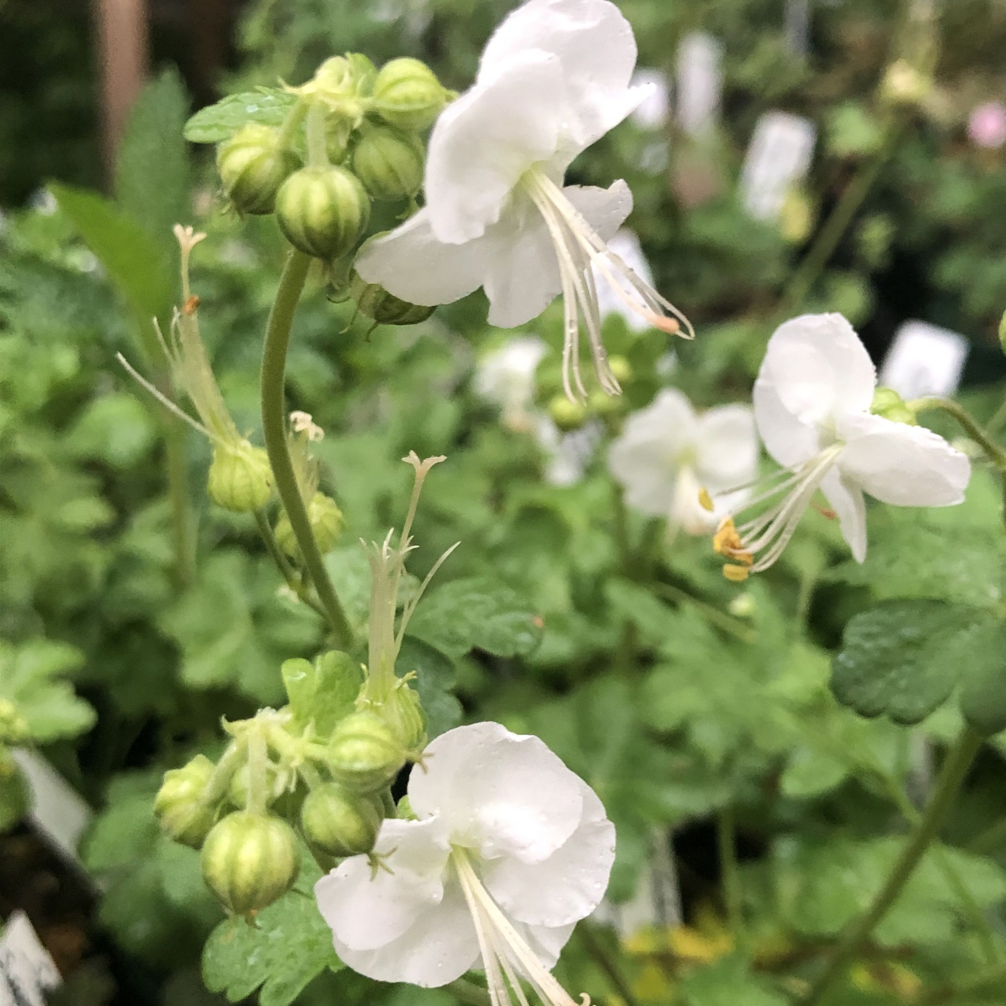 Geranium Macrorrhizum Snow Sprite Yellow House Heritage Perennials geranium-macrorrhizum-snow-sprite-yellow-house-heritage-perennials