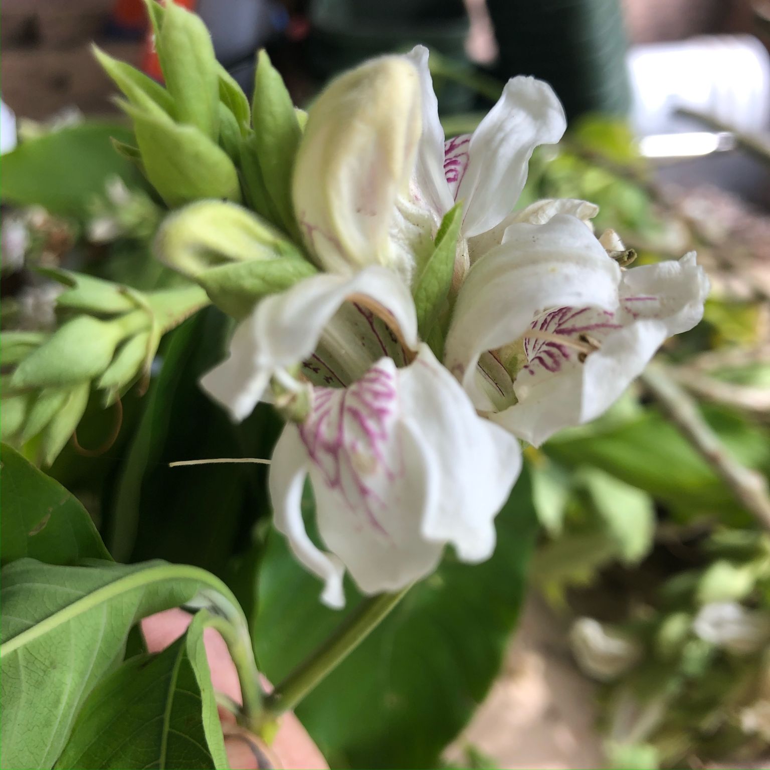Justicia Adhatoda Malabar Nut Yellow House Heritage Perennials Justicia Adhatoda Malabar Nut Yellow House Heritage Perennials