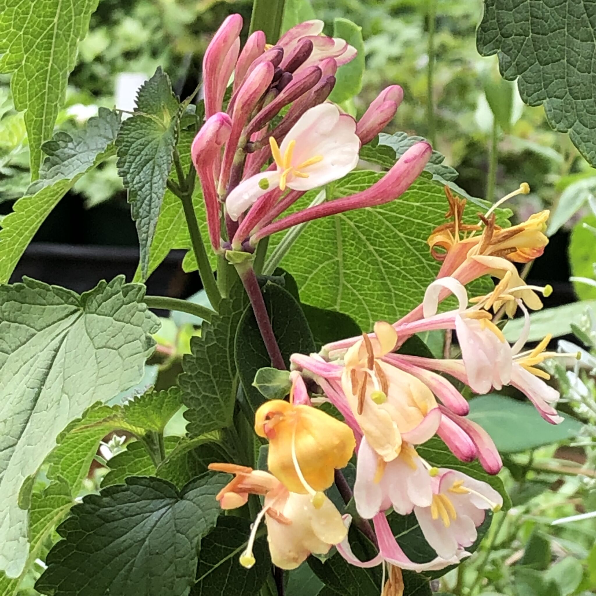 Lonicera Periclymenum Glenfield Pink Yellow House Heritage Perennials lonicera-periclymenum-glenfield-pink-yellow-house-heritage-perennials